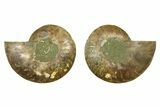Cut & Polished, Crystal-Filled Ammonite Fossil - Madagascar #283394-1